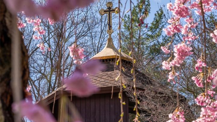 chapel_dome_cherry_blossoms_ap