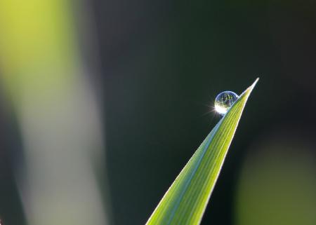 Morning Dew