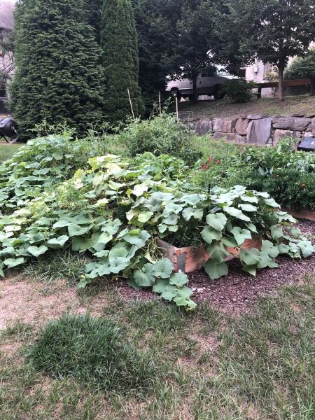 photo_12-_garden.jpg